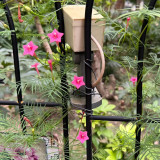Pink Cypress Vine Seeds | Ipomoea quamoclit | Feather Leaf Pink Star Climbing Flower