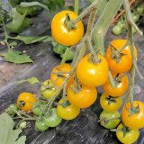 Charlotte Cherry Tomato Seeds F1 | Solanum lycopersicum 'Charlotte' | Indeterminate Pale Orange Juicy Snack Tomato