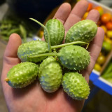 West Indian Gherkin Seeds | Cucumis anguria | Mini Prickly Cucumber For Pickling & Fresh Snack