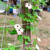 White Sunrise Black Eyed Susan Vine Seeds | Thunbergia alata | White Petal Dark Core Climbing Flower