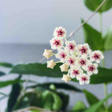 Phuwua Hoya Stem Cuttings | Hoya phuwuaensis | Speckled Leaf Fuzzy White Magenta Center Wax Flower Vine