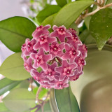 Green Leaf Red Bloom Hoya Cuttings | Hoya pubicalyx 'Pink Silver' | Speckled Leaf Fuzzy Burgundy Star Flower Wax Vine