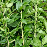Fruitless Edible Leaf Wolfberry Seeds | Lycium barbarum | Tender Young Goji Sprout Culinary Vegetable