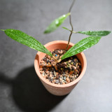 Hard Leaf Hoya Stem Cuttings | Hoya rigidifolia | Extra Stiff Thick Leather Leaf Pale Pink Wax Vine