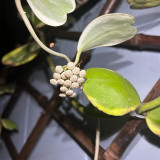 Outer Variegated Sweetheart Hoya Cuttings | Hoya kerrii 'Albomarginata' | White Margin Heart Leaf Wax Vine