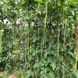 Green General Yardlong Bean Seeds | Vigna unguiculata | 75–85cm Glossy Oil-Green Low Fiber Cowpea