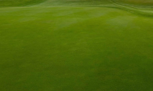 Premium Creeping Bentgrass Seeds | Agrostis stolonifera | Ultra-Fine Golf Putting Green Turf Grass