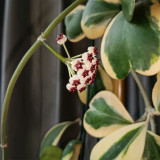 Outer Variegated Sweetheart Hoya Cuttings | Hoya kerrii 'Albomarginata' | White Margin Heart Leaf Wax Vine