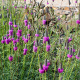 Purple Prairie Clover Seeds | Dalea purpurea | Pollinator Meadow Perennial Wildflower