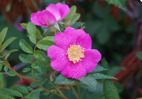 Woods Wild Rose Seeds | Rosa woodsii | Cold Hardy Native Pink Wild Rose Landscape Shrub