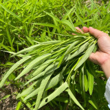 Jiemei New Green Willow Leaf Water Spinach Seeds | Ipomoea aquatica | Heat Resistant Multi-Harvest Crisp Kangkong