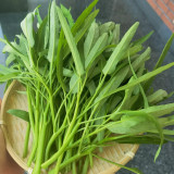 Jiemei New Green Willow Leaf Water Spinach Seeds | Ipomoea aquatica | Heat Resistant Multi-Harvest Crisp Kangkong