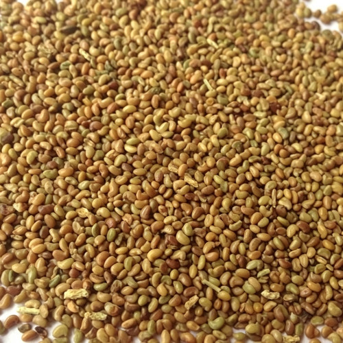 White Prairie Clover Seeds | Dalea candida | Drought-Tolerant Nitrogen-Fixing Perennial Wildflower