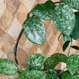 High Splash Freckles Hoya Stem Cuttings | Hoya carnosa 'Freckles Splash' | Heavy Silver Speck Wax Vine