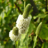 White Prairie Clover Seeds | Dalea candida | Drought-Tolerant Nitrogen-Fixing Perennial Wildflower