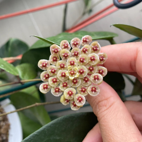 Dark Leaf Wallin's Hoya Stem Cuttings | Hoya walliniana 'Dark Leaf Splash' | Sun-Stressed Burgundy Splash Wax Vine
