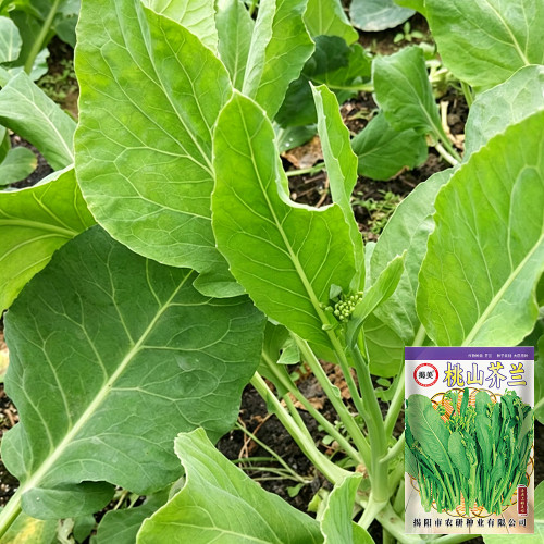 Jiemei Taoshan Chinese Broccoli Seeds | Brassica oleracea | Sweet Crisp Multi-Branched Yellow Flower Gai Lan