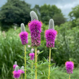 Purple Prairie Clover Seeds | Dalea purpurea | Pollinator Meadow Perennial Wildflower