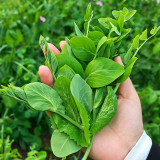 Jiemei Tendril-Free Pea Shoot Seeds | Pisum sativum | Leaf-Only Sweet Crisp Edible Pea Tip Veggie
