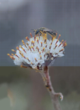 Prairie Pussytoes Seeds | Antennaria neglecta | Pollinator-Friendly Drought-Tolerant Native Groundcover Wildflower