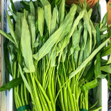 Jiemei New Green Willow Leaf Water Spinach Seeds | Ipomoea aquatica | Heat Resistant Multi-Harvest Crisp Kangkong