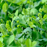 Jiemei Tendril-Free Pea Shoot Seeds | Pisum sativum | Leaf-Only Sweet Crisp Edible Pea Tip Veggie
