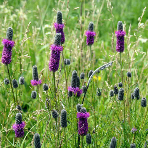 Purple Prairie Clover Seeds | Dalea purpurea | Pollinator Meadow Perennial Wildflower