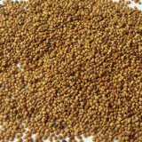 Purple Prairie Clover Seeds | Dalea purpurea | Pollinator Meadow Perennial Wildflower