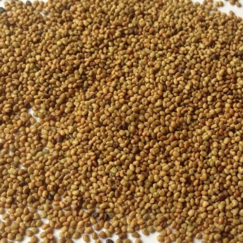 Purple Prairie Clover Seeds | Dalea purpurea | Pollinator Meadow Perennial Wildflower