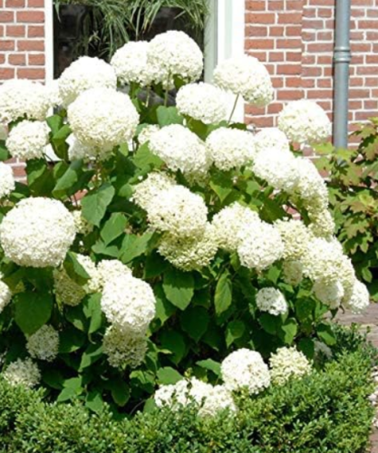 Rare Annabelle Snowball Hydrangea Seeds | Hydrangea arborescens 'Annabelle' | Hardy White Globe Blooms For Border & Patio Container