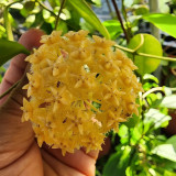 Yellow Mindoro Hoya Stem Cuttings | Hoya mindorensis 'Yellow Form' | Fluffy Hairy Golden Yellow Wax Vine