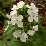 White Honesty Silver Dollar Seeds | Lunaria annua var. albiflora | Cold Hardy Shade-Loving Fragrant Flower