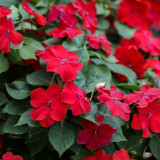 Salsa Mix Impatiens Walleriana Seeds | Impatiens walleriana | Multi-Color Shade Loving Ground Cover