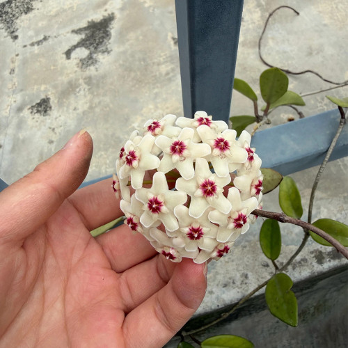 Splash Three-Vein Hoya Stem Cuttings | Hoya trinervia 'Splash' | Large Leaf Silver Mottled Triple Vein Wax Vine