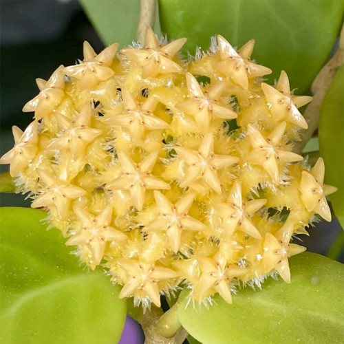 Yellow Mindoro Hoya Stem Cuttings | Hoya mindorensis 'Yellow Form' | Fluffy Hairy Golden Yellow Wax Vine