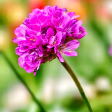 Sea Thrift Armeria Maritima Seeds | Armeria maritima | Drought-Tolerant Dwarf Perennial Ground Cover