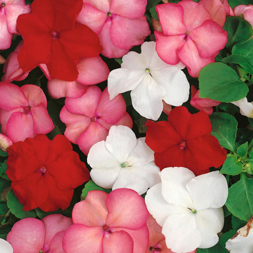 Salsa Mix Impatiens Walleriana Seeds | Impatiens walleriana | Multi-Color Shade Loving Ground Cover
