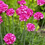 Sea Thrift Armeria Maritima Seeds | Armeria maritima | Drought-Tolerant Dwarf Perennial Ground Cover