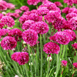 Sea Thrift Armeria Maritima Seeds | Armeria maritima | Drought-Tolerant Dwarf Perennial Ground Cover