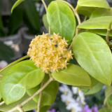 Yellow Mindoro Hoya Stem Cuttings | Hoya mindorensis 'Yellow Form' | Fluffy Hairy Golden Yellow Wax Vine