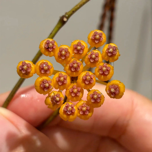 Endau Hoya Stem Cuttings | Hoya endauensis | Mini Apricot Orange Pink Core Wax Vine