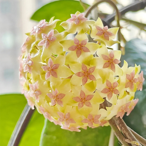 Egg Yolk Hoya Stem Cuttings | Hoya vitellina | Giant Cream Yellow Pink Center Wax Vine