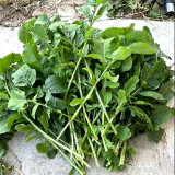 Large Leaf Arugula Seeds | Eruca sativa | Fast-Growing Tender Aromatic Salad Greens