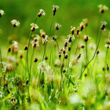 English Ribwort Plantain Seeds | Plantago lanceolata | Cold Hardy Perennial Medicinal Herb