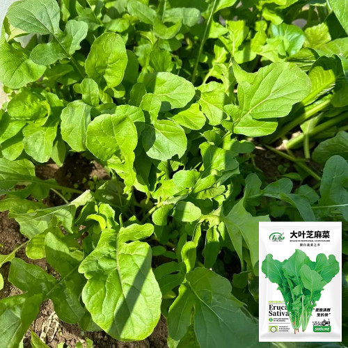 Large Leaf Arugula Seeds | Eruca sativa | Fast-Growing Tender Aromatic Salad Greens