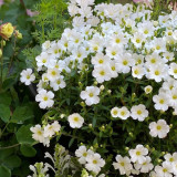 Mountain Sandwort Seeds | Arenaria montana | Evergreen White Star Ground Cover Flower