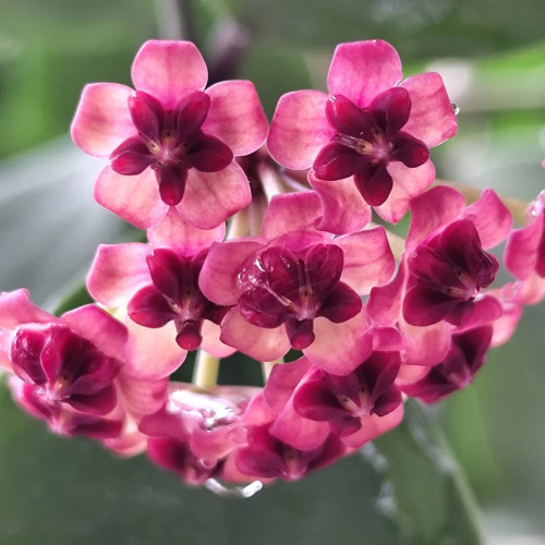 Luka Hoya Stem Cuttings | Hoya lukaensis | Two-Tone Pink Burgundy Center Wax Vine