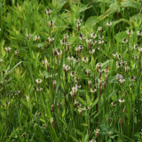 English Ribwort Plantain Seeds | Plantago lanceolata | Cold Hardy Perennial Medicinal Herb