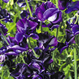 Royal Navy Blue Sweet Pea Seeds | Lathyrus odoratus | Fragrant Climbing Cut Flower Vine