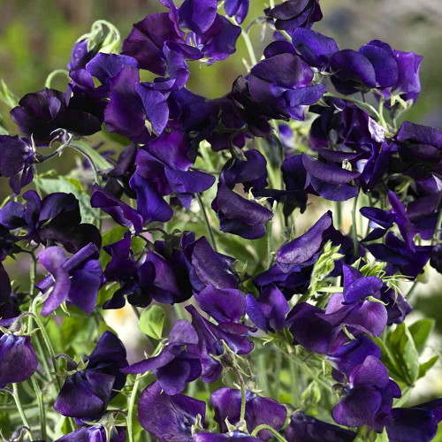 Royal Navy Blue Sweet Pea Seeds | Lathyrus odoratus | Fragrant Climbing Cut Flower Vine